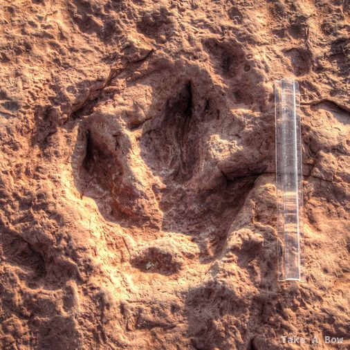 Fossilized dinosaur footprint in desert rock next to a 1-foot ruler